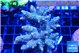 Acropora golden purple 7-10 cm WYSIWYG acclimaté