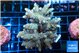 Acropora golden purple 7-10 cm WYSIWYG acclimaté