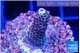 Acropora mango 2 cm WYSIWYG acclimaté