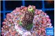 Acropora mango 2 cm WYSIWYG acclimaté