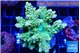 Acropora neon green 7-9 cm WYSIWYG acclimaté