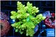 Acropora neon green 7-9 cm WYSIWYG acclimaté