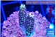 Acropora mango 2 cm WYSIWYG acclimaté