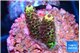 Acropora mango 2 cm WYSIWYG acclimaté