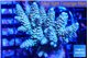 Acropora tenuis purple green 6-8 cm WYSIWYG acclimaté