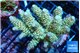 Acropora tenuis purple green 6-8 cm WYSIWYG acclimaté