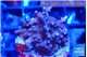 Acropora carduus green polyps deep water 3-4 cm WYSIWYG acclimaté