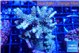Acropora golden purple 7-10 cm WYSIWYG acclimaté