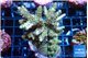 Acropora golden purple 7-10 cm WYSIWYG acclimaté