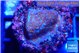 Montipora superman 1-2 cm WYSIWYG acclimaté