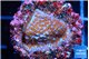 Montipora superman 1-2 cm WYSIWYG acclimaté