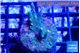 Acropora banana deep water 3-4 cm WYSIWYG acclimaté