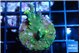 Acropora banana deep water 3-4 cm WYSIWYG acclimaté