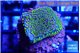 Montipora rainbow 2-3 cm WYSIWYG acclimaté