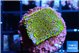 Montipora rainbow 2-3 cm WYSIWYG acclimaté