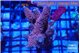 Acropora pink 5-6 cm WYSIWYG acclimaté