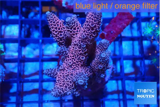 Acropora pink 5-6 cm WYSIWYG acclimaté