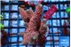 Acropora pink 5-6 cm WYSIWYG acclimaté