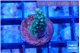 Acropora neon green 2 cm WYSIWYG acclimaté