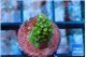 Acropora neon green 2 cm WYSIWYG acclimaté