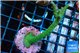 Acropora green & pink tip 5-6 cm WYSIWYG acclimaté