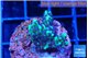 Montipora incredible hulk 2-3 cm WYSIWYG acclimaté
