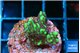Montipora incredible hulk 2-3 cm WYSIWYG acclimaté