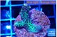 Acropora green 2-3 cm WYSIWYG acclimaté