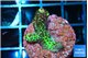 Acropora green 2-3 cm WYSIWYG acclimaté