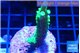 Acropora neon green 4-5 cm WYSIWYG acclimaté