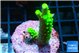 Acropora neon green 4-5 cm WYSIWYG acclimaté