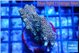 Acropora mango 5-6 cm WYSIWYG acclimaté