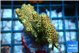 Acropora mango 5-6 cm WYSIWYG acclimaté