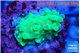 Acropora neon green 2 cm WYSIWYG acclimaté