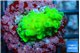 Acropora neon green 2 cm WYSIWYG acclimaté