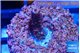 Acropora pink 2 cm WYSIWYG acclimaté