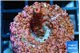 Acropora pink 2 cm WYSIWYG acclimaté