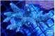 Acropora golden purple 5-7 cm WYSIWYG acclimaté