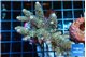 Acropora golden purple 5-7 cm WYSIWYG acclimaté