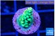 Acropora sunset green 2 cm WYSIWYG acclimaté