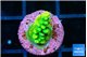 Acropora sunset green 2 cm WYSIWYG acclimaté