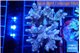 Acropora golden purple 5-7 cm WYSIWYG acclimaté