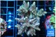 Acropora golden purple 5-7 cm WYSIWYG acclimaté
