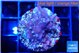 Acropora carduus green polyps deep water 2-3 cm WYSIWYG acclimaté