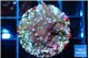Acropora carduus green polyps deep water 2-3 cm WYSIWYG acclimaté