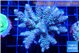 Acropora tenuis green purple 5-7 cm WYSIWYG acclimaté