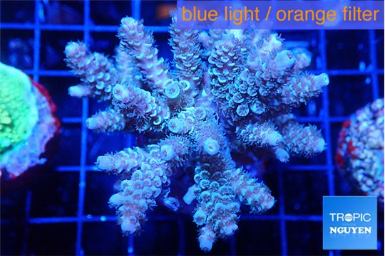 Acropora tenuis green purple 5-7 cm WYSIWYG acclimaté