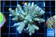 Acropora tenuis green purple 5-7 cm WYSIWYG acclimaté
