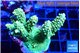 Acropora neon green 5-6 cm WYSIWYG acclimaté