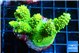 Acropora neon green 5-6 cm WYSIWYG acclimaté